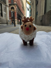 Wool Labaabaa Sheep
